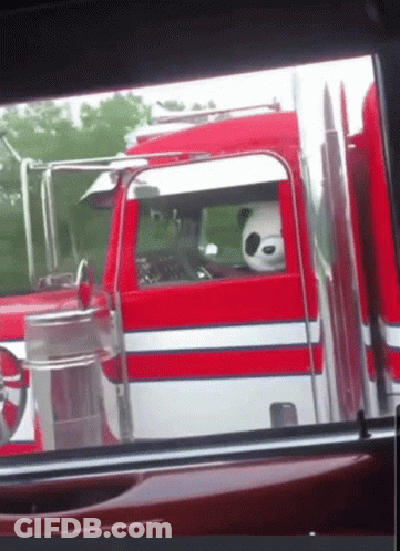 A Panda Bear Is Sitting In The Driver 'S Seat Of A Red And White Truck GIF