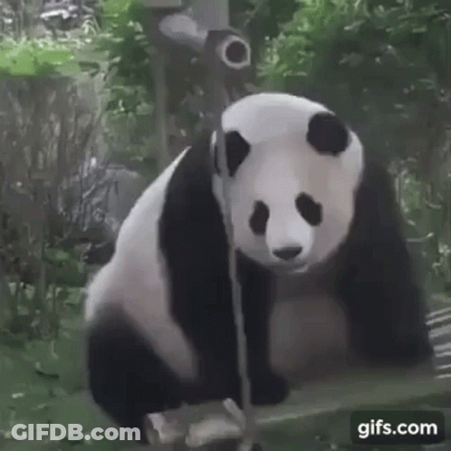 A Panda Bear Is Sitting On A Rope And Looking At The Camera . GIF