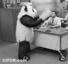 A Panda Bear Is Standing In Front Of A Desk With A Man In A Suit Behind It . GIF
