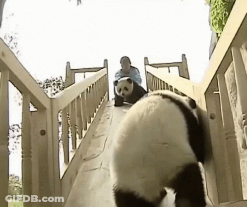 A Panda Bear Is Walking Down A Wooden Slide With A Person On Its Back . GIF