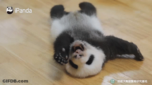 A Panda Bear Laying On Its Back With Ipanda Written On The Bottom Right GIF