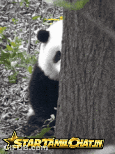A Panda Bear Peeking Out From Behind A Tree With The Words Starttamilchat.in Below It GIF