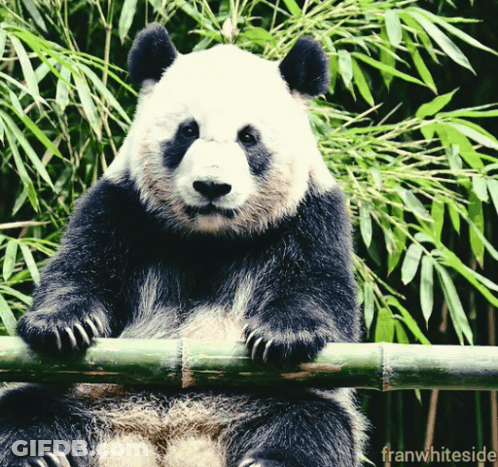 A Panda Bear Sitting On A Bamboo Pole With The Words Franwhiteside In The Corner GIF