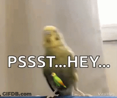 A Parakeet Is Standing Next To Another Parakeet And Says Pssst Hey GIF