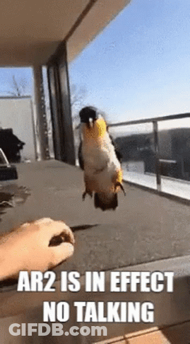A Parrot Is Flying In The Air While A Person Feeds It . GIF