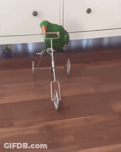 A Parrot Is Riding A Tricycle On A Wooden Floor GIF