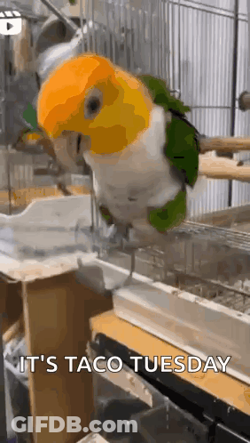 A Parrot Is Sitting On A Perch In A Cage . GIF