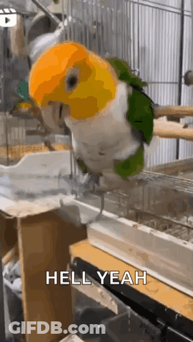 A Parrot Is Sitting On A Perch In A Cage With The Words `` Hell Yeah '' Written Below It . GIF
