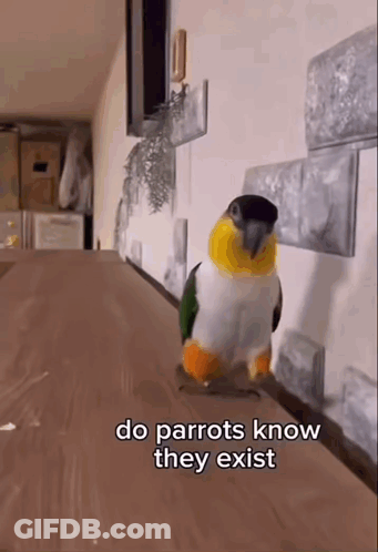A Parrot Is Standing On A Wooden Table And Says Do Parrots Know They Exist GIF