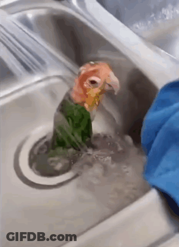 A Parrot Is Taking A Bath In A Sink With A Blue Cloth GIF