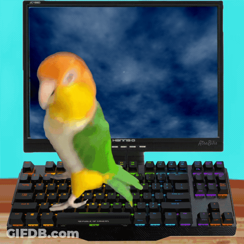 A Parrot Standing On Top Of A Keyboard In Front Of A Computer Monitor That Says Aruba GIF