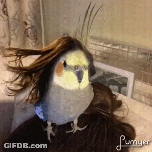 A Parrot With A Wig On Its Head Is Sitting On A Woman 'S Head GIF