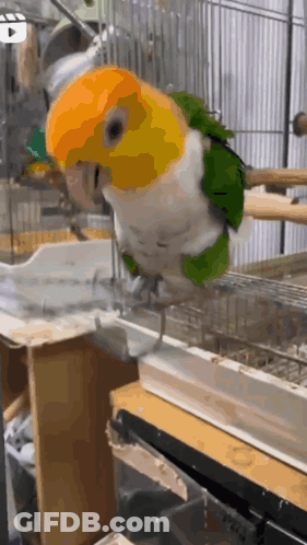 A Parrot With A Yellow Head And Green Feathers Is Standing In A Cage GIF