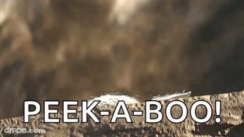 A Peek-A-Boo Sign With A Feather On A Rock GIF