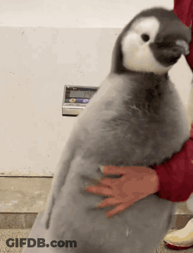 A Penguin Is Being Held By A Person In Front Of A Scale Which Shows The Weight Of A Penguin GIF