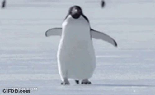 A Penguin Is Standing In The Snow With Its Wings Outstretched . GIF