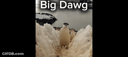 A Penguin Is Standing In The Snow With The Words Big Dawg Below It GIF