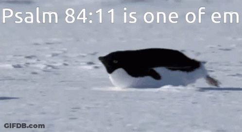 Penguin Walking In Snow Psalm 84 11 Text GIF