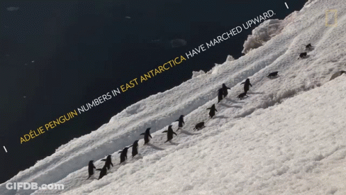 A Penguin Numbers In East Antarctica Have Marched Upward Advertisement GIF