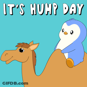 A Penguin Riding On The Back Of A Camel With The Words It 'S Hump Day GIF