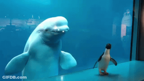 A Penguin Standing In Front Of A Whale In A Tank GIF