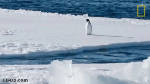 A Penguin Standing On A Piece Of Ice Near The Ocean GIF