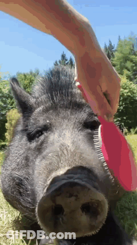 A Person Brushing A Pig 'S Head With A Red Brush GIF