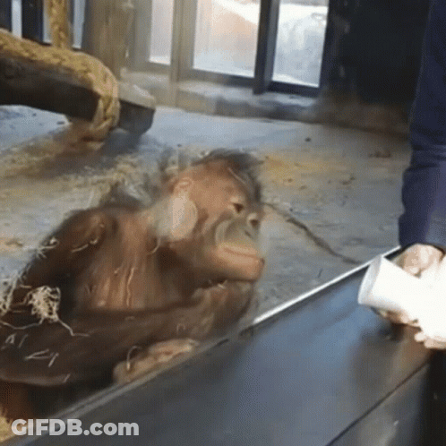 A Person Feeding A Monkey Through A Glass Fence GIF