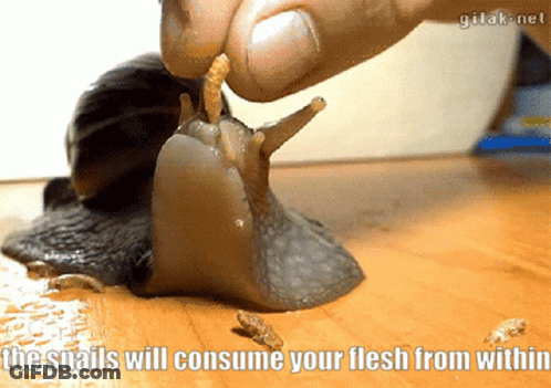 A Person Feeding A Snail With The Words The Snails Will Consume Your Flesh From Within On The Bottom GIF
