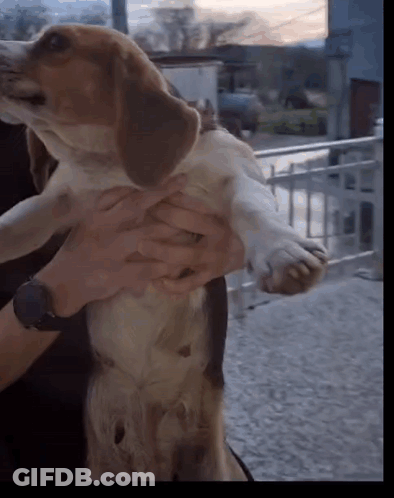 A Person Holding A Brown And White Dog With A Watch On Their Wrist GIF