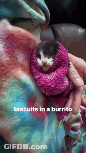 A Person Holding A Cat Wrapped In A Burrito GIF