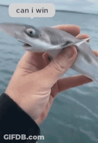 A Person Holding A Fish With A Speech Bubble Saying Can I Win GIF