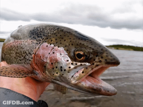 A Person Holding A Fish With Its Mouth Open GIF