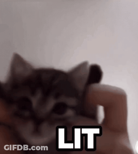 A Person Holding A Kitten With The Word Lit Written On The Bottom GIF