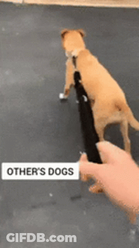 A Person Holding A Leash With The Words Other 'S Dogs Written On It GIF