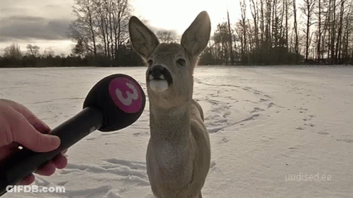 A Person Holding A Microphone With The Number 3 On It In Front Of A Deer GIF