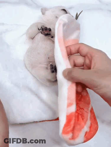 A Person Holding A Piece Of Meat Next To A Dog On A Bed GIF