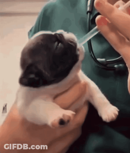 A Person Holding A Puppy With A Syringe In It GIF