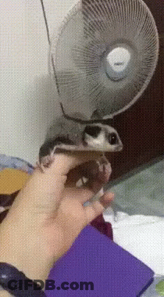 A Person Holding A Small Animal Under A Fan GIF
