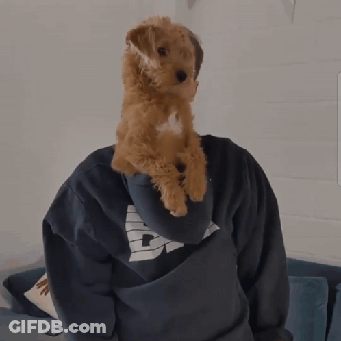 A Person Holding A Small Brown Dog On Their Shoulders GIF