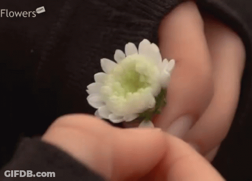 A Person Holding A Small White Flower With Flowers.com Written On The Bottom Right GIF