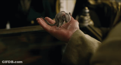 A Person Holding A Small White Kitten In Their Hand GIF