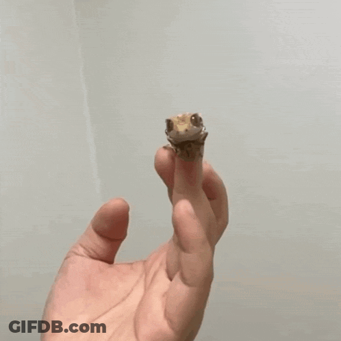 A Person Holding A Stuffed Animal With The Words Have At Thee Written Below It GIF
