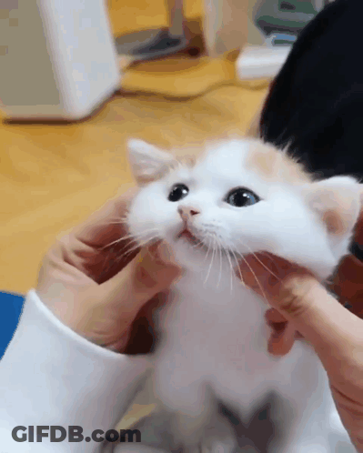 A Person Holding A White And Orange Kitten With Blue Eyes GIF