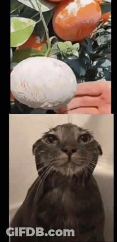 A Person Holding A White Ball Next To A Cat GIF