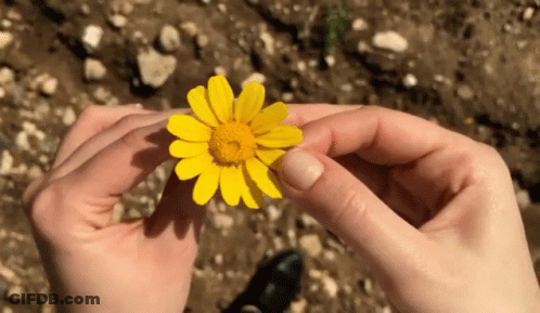 A Person Holding A Yellow Flower In Their Hands GIF