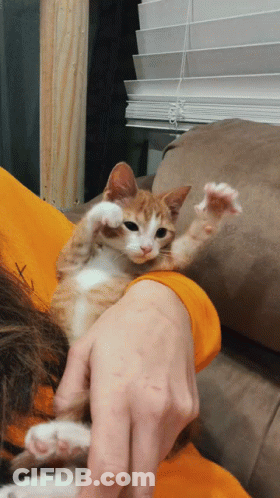 A Person Holding An Orange And White Kitten On Their Shoulder GIF