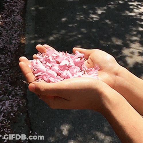 A Person Holding Pink Petals In Their Hands GIF