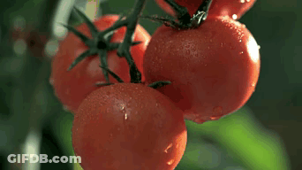 A Person Holding Three Tomatoes In Their Hands GIF