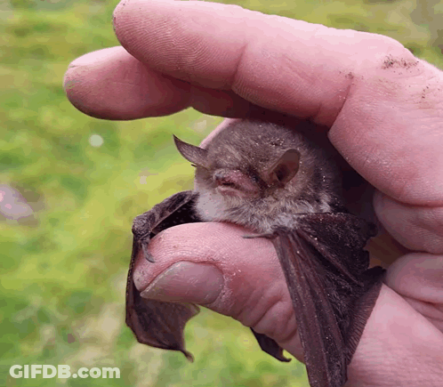 A Person Holds A Small Bat In Their Hand GIF